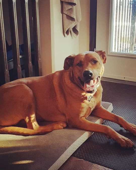 Brown Adult Dog up for adoption in Edmonton