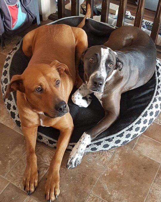 happy rescued dogs