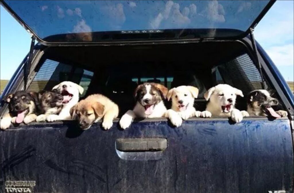 group of puppies rescued in back of truck