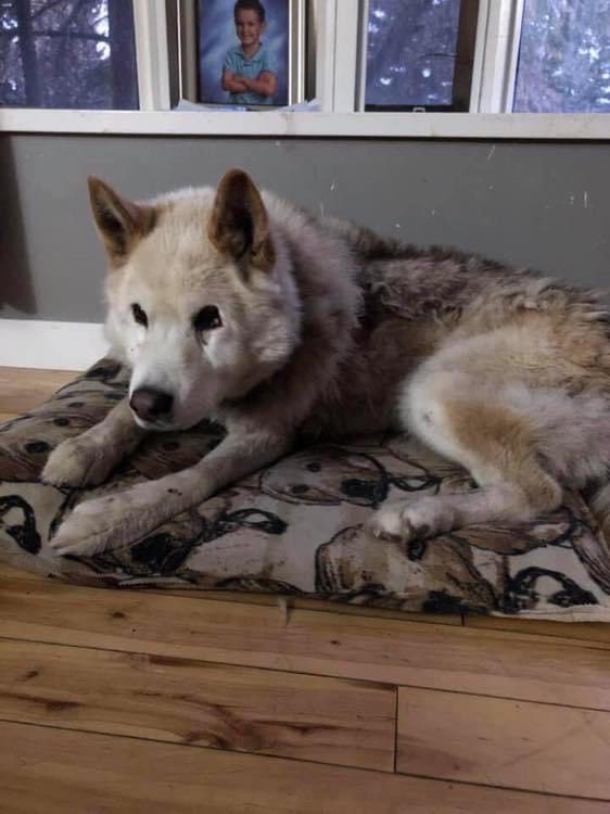 white Adult Dog up for adoption in Edmonton