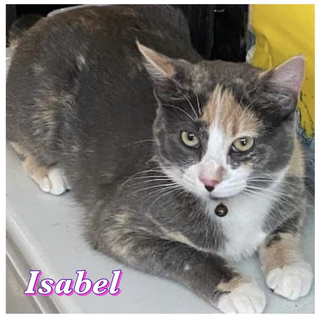 Isabel- Beautiful multi shaded cat for adoption in edmonton.