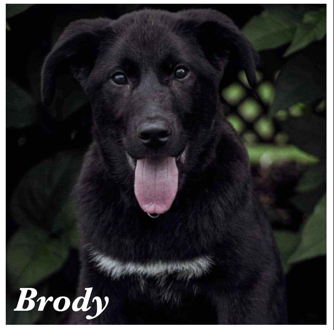Brody- Black dog for adoption. Adult dog companion. Adopt Adult dog in edmonton.