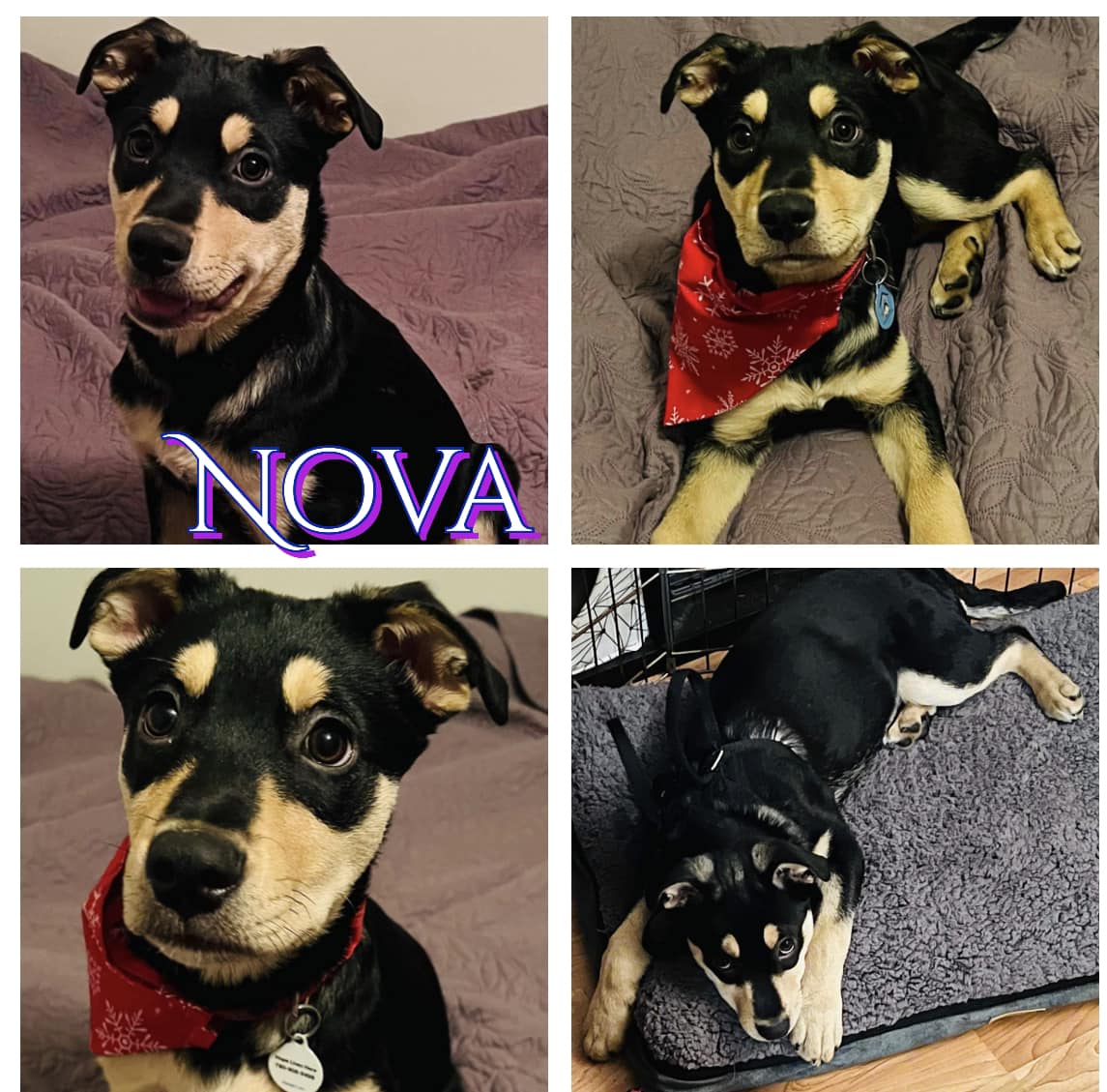 Nova- Blacka nd Brown colored puppy for adoption. Adult dog companion.