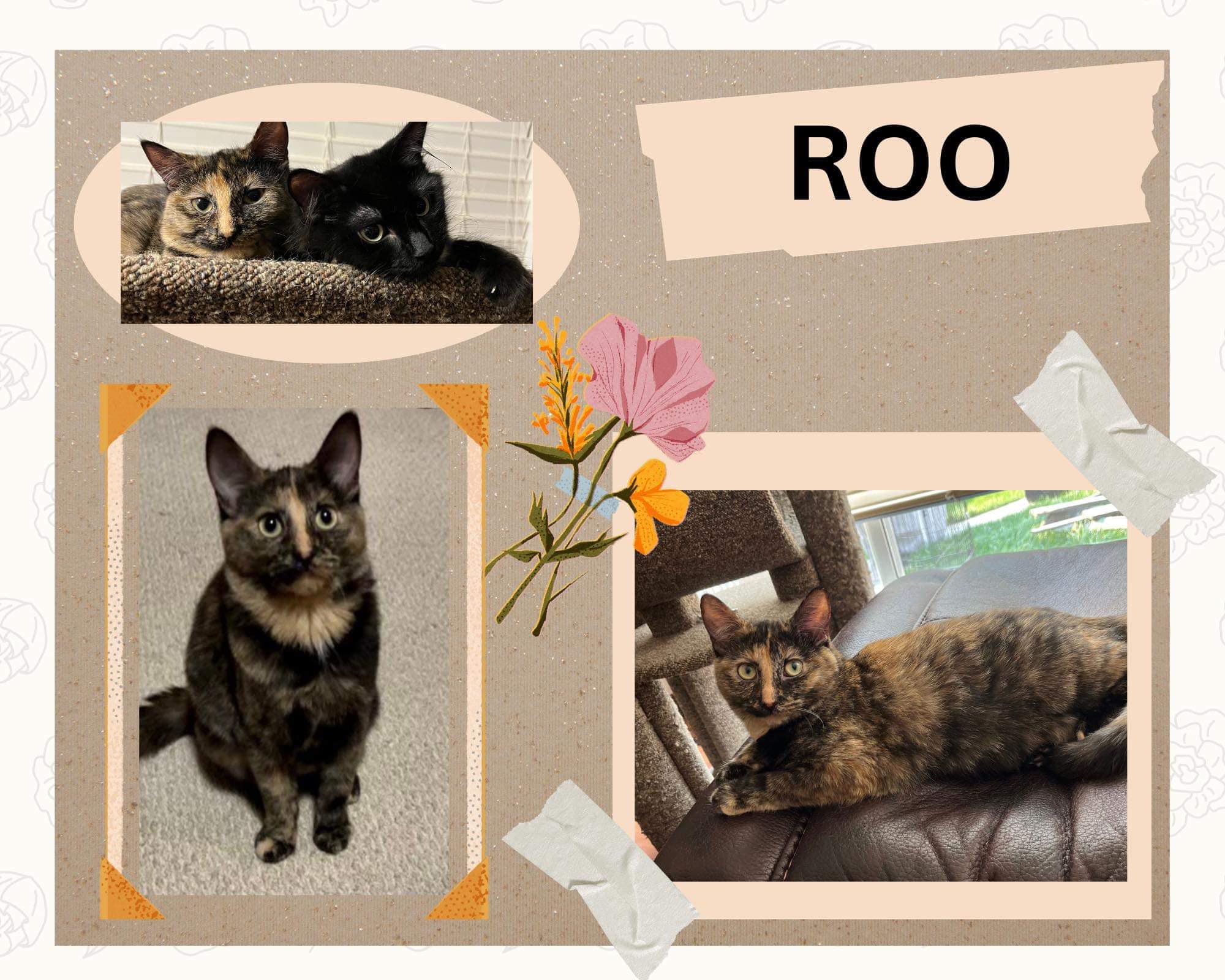 adorable calico cat named Roo for adoption yeg