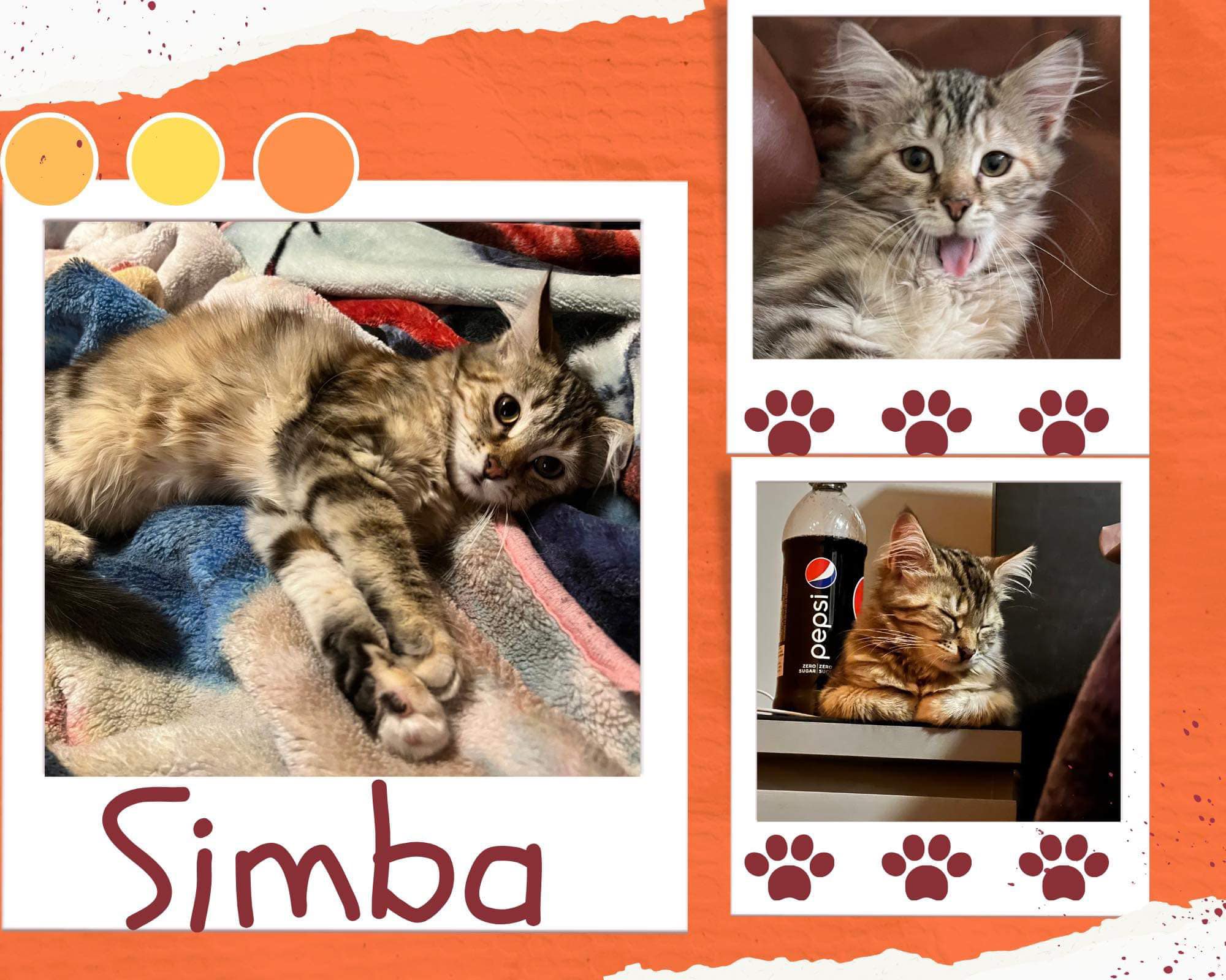 adorable kitten Simba for adoption yeg