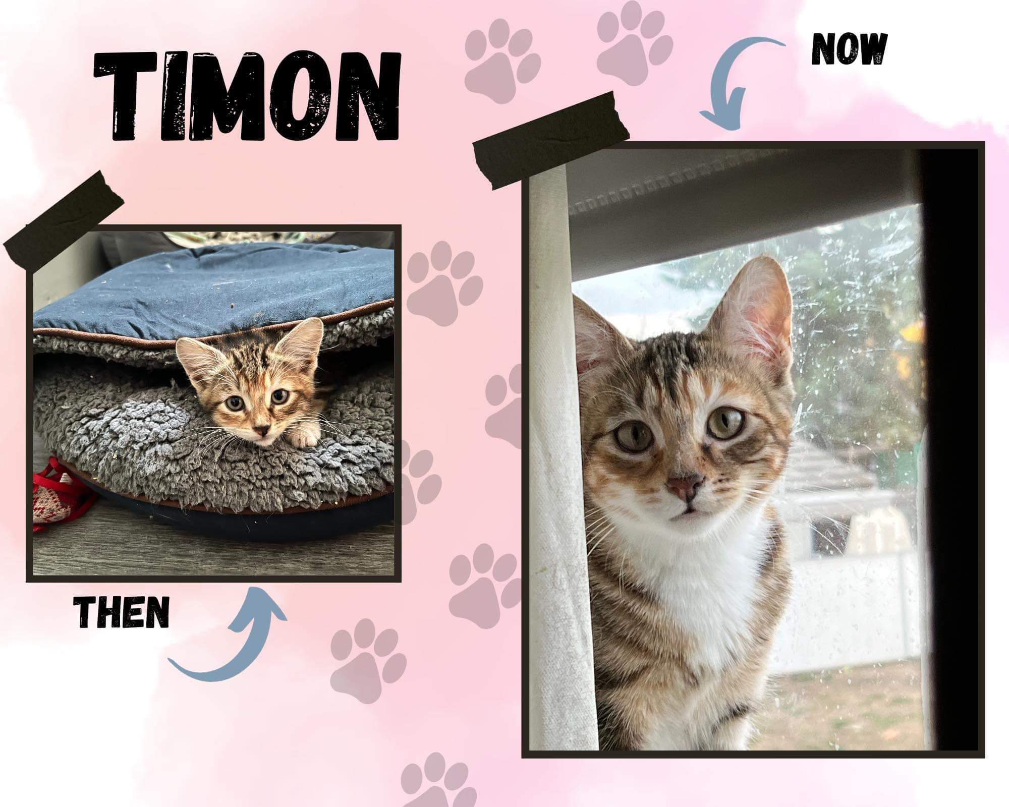 adorable kitty named Timon for adoption in edmonton
