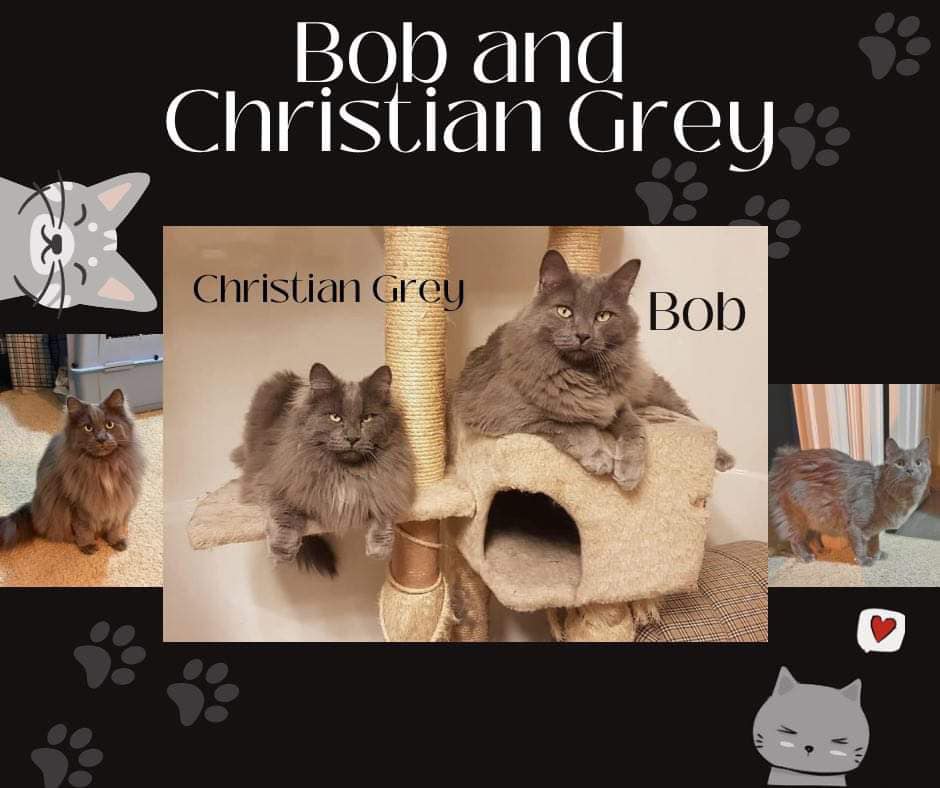 bob and christian grey emergency foster home needed in edmonton area