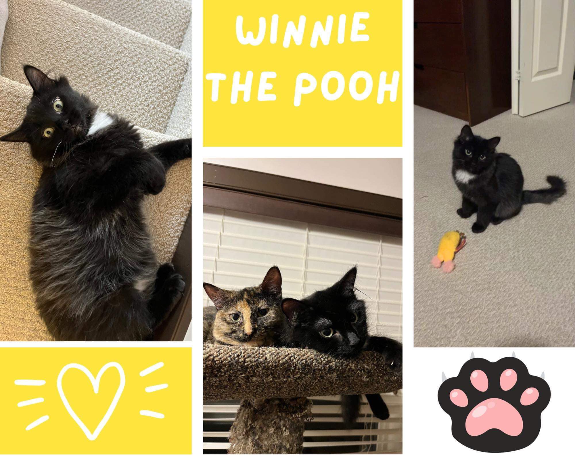 winnie the pooh cat for adoption edmonton area