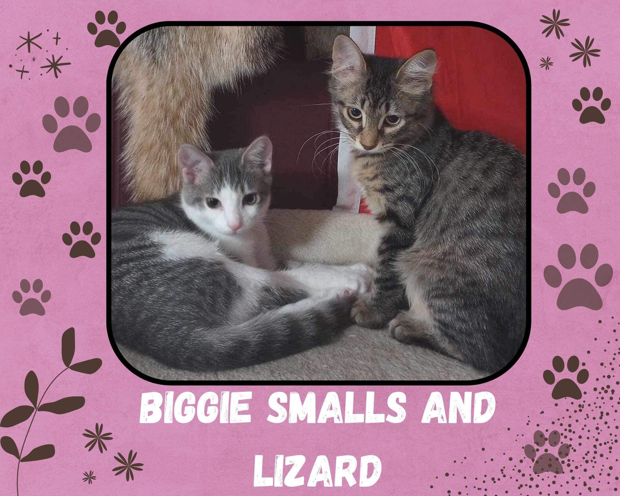biggie smalls and lizard kittens for adoption