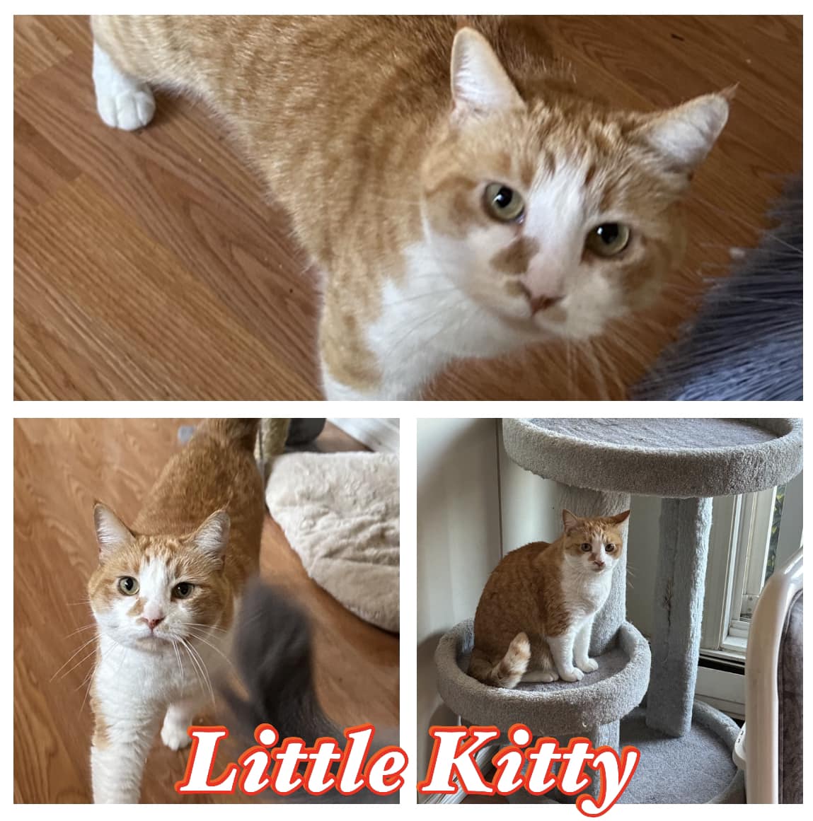 little kitty, orange and white cat for adoption