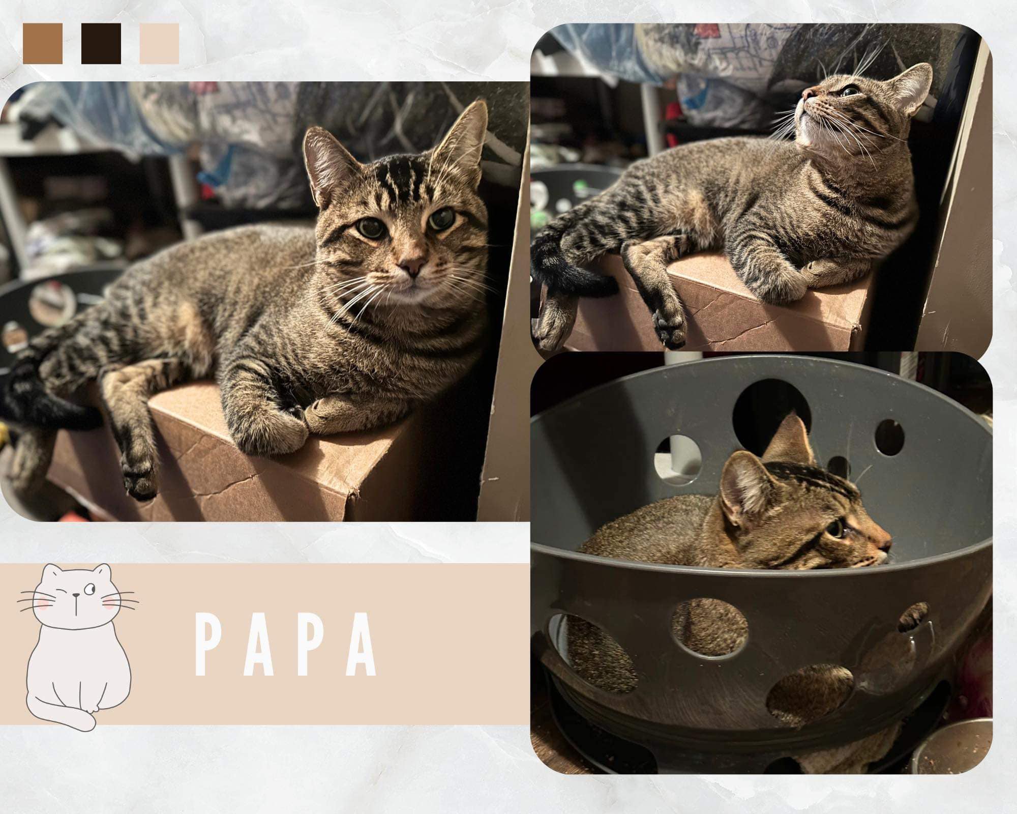 Papa beautiful tabby cat for adoption in the edmonton area