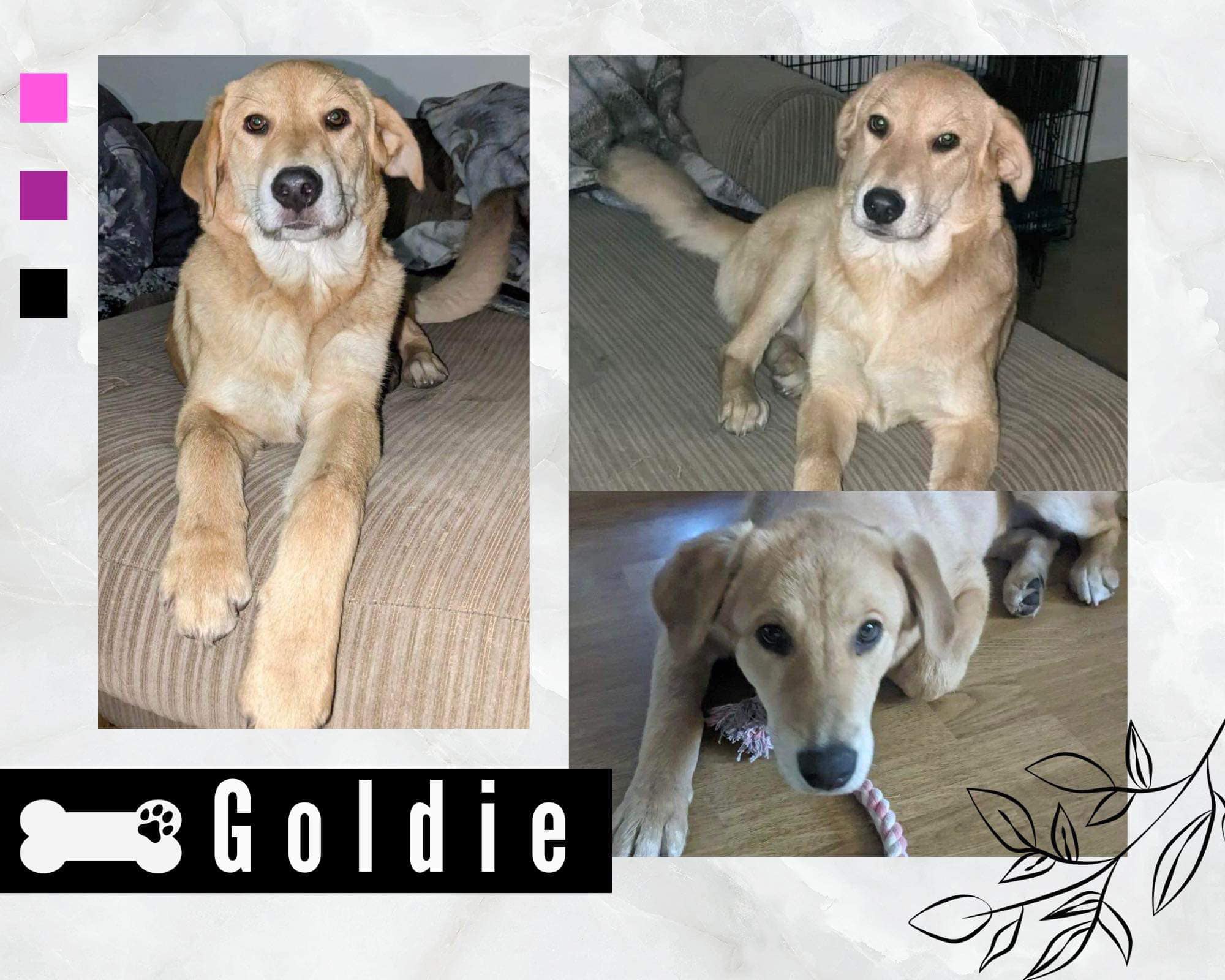mixed breed golden dog named Goldie for adoption in edmonton