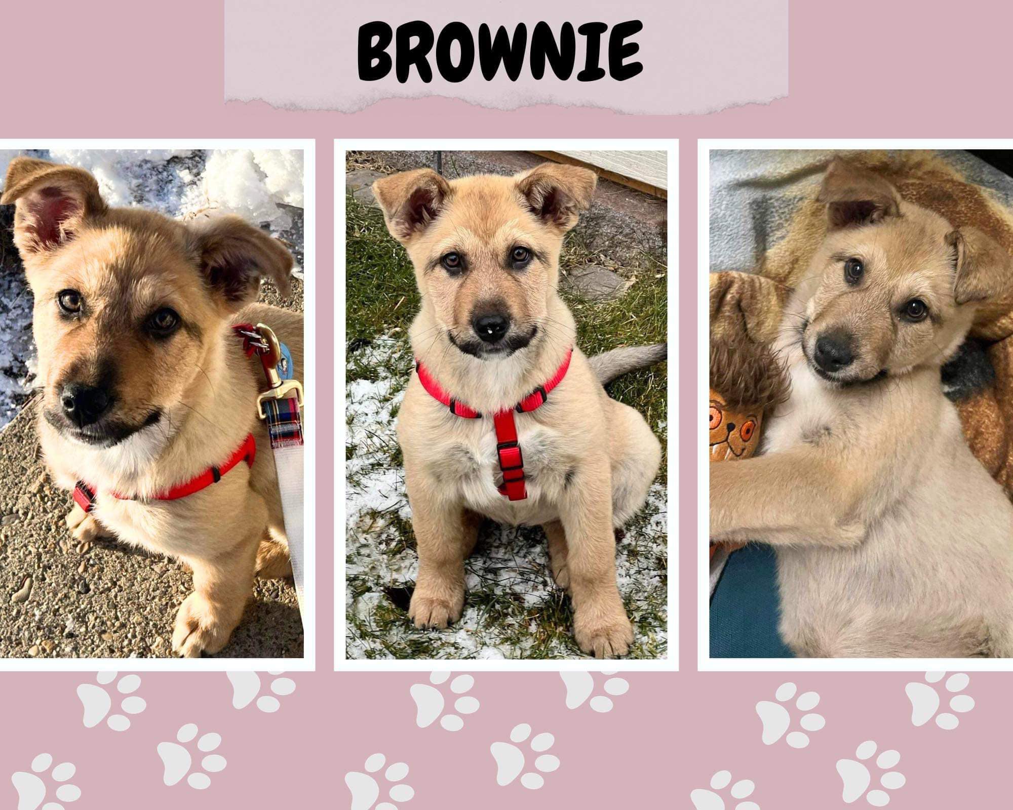 mixed breed puppy for adoption in edmonton