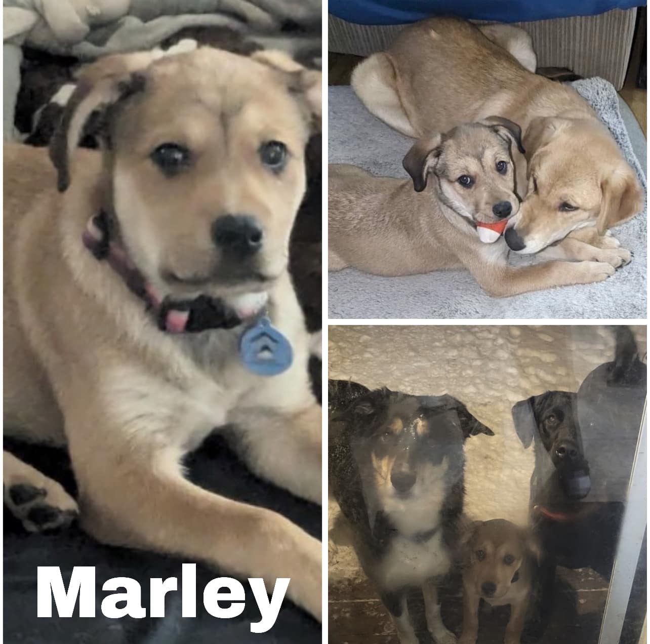 mixed breed dog for adoption in edmonton
