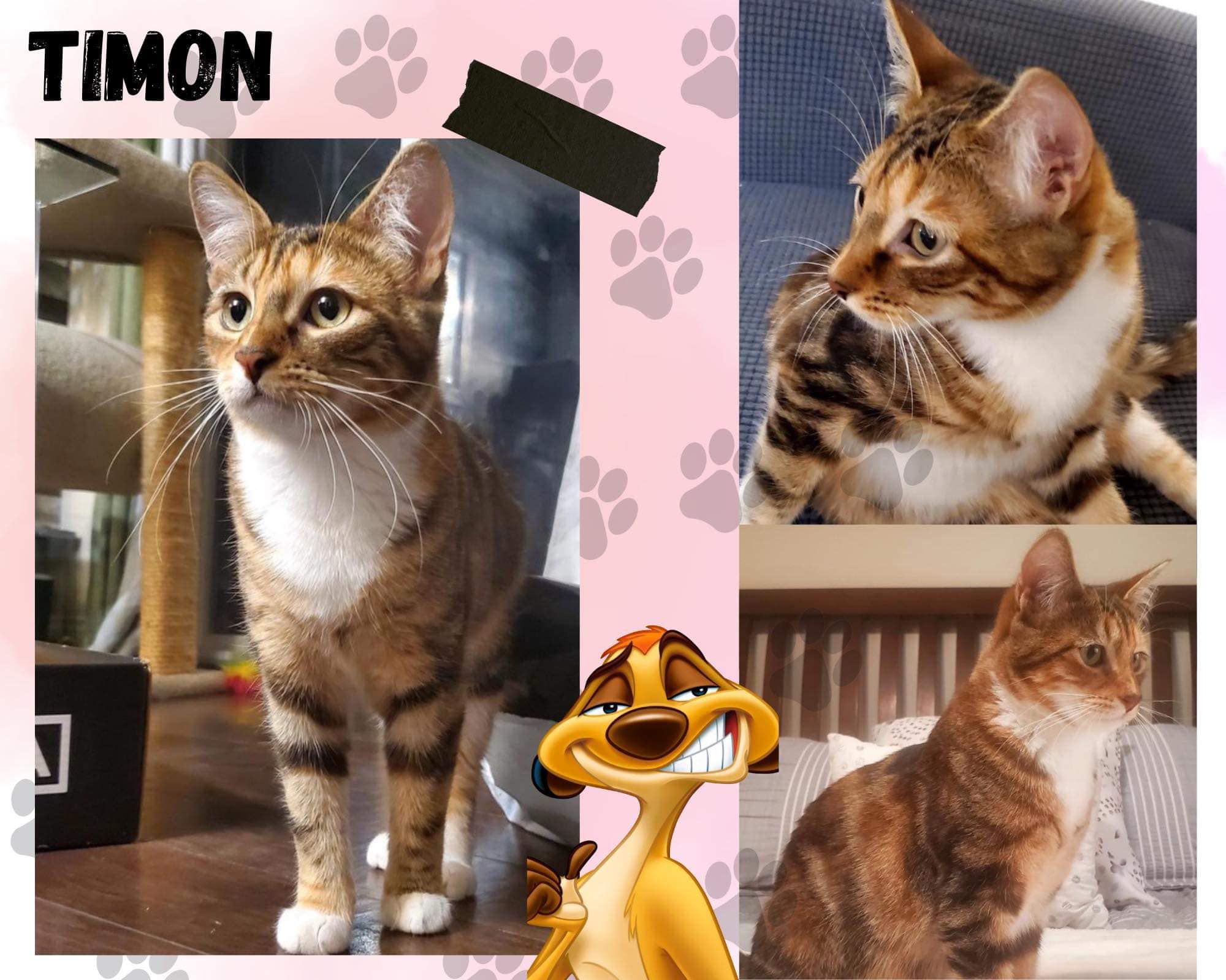 beautiful small cat for adoption in edmonton