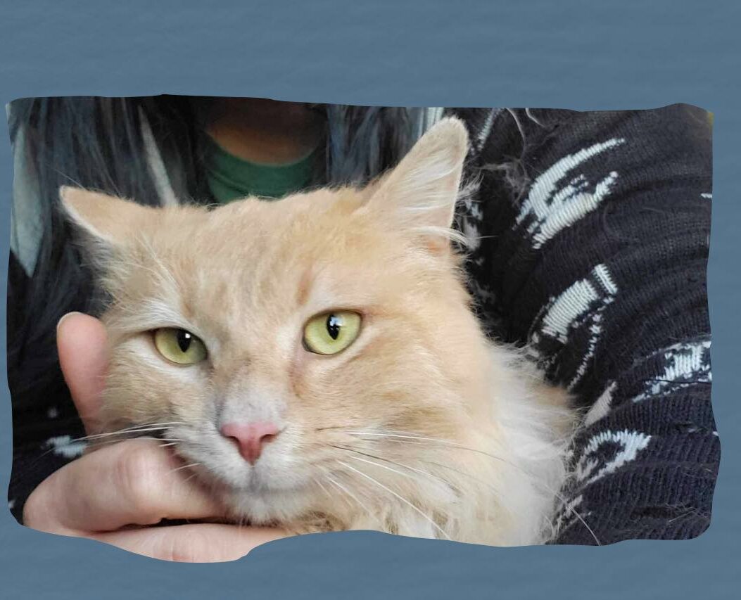 beautiful domestic long hair cat for adoption in edmonton