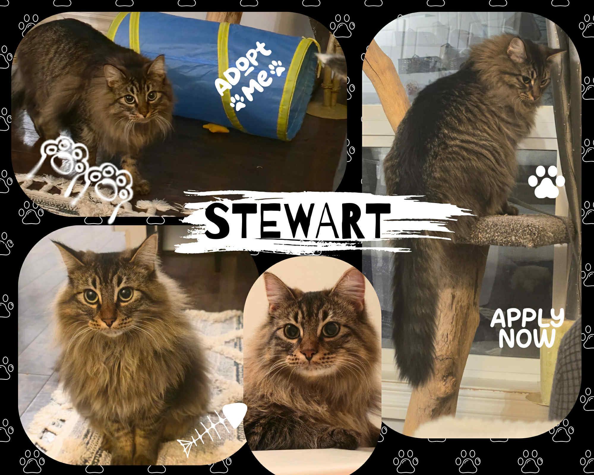 Adoptable Cats