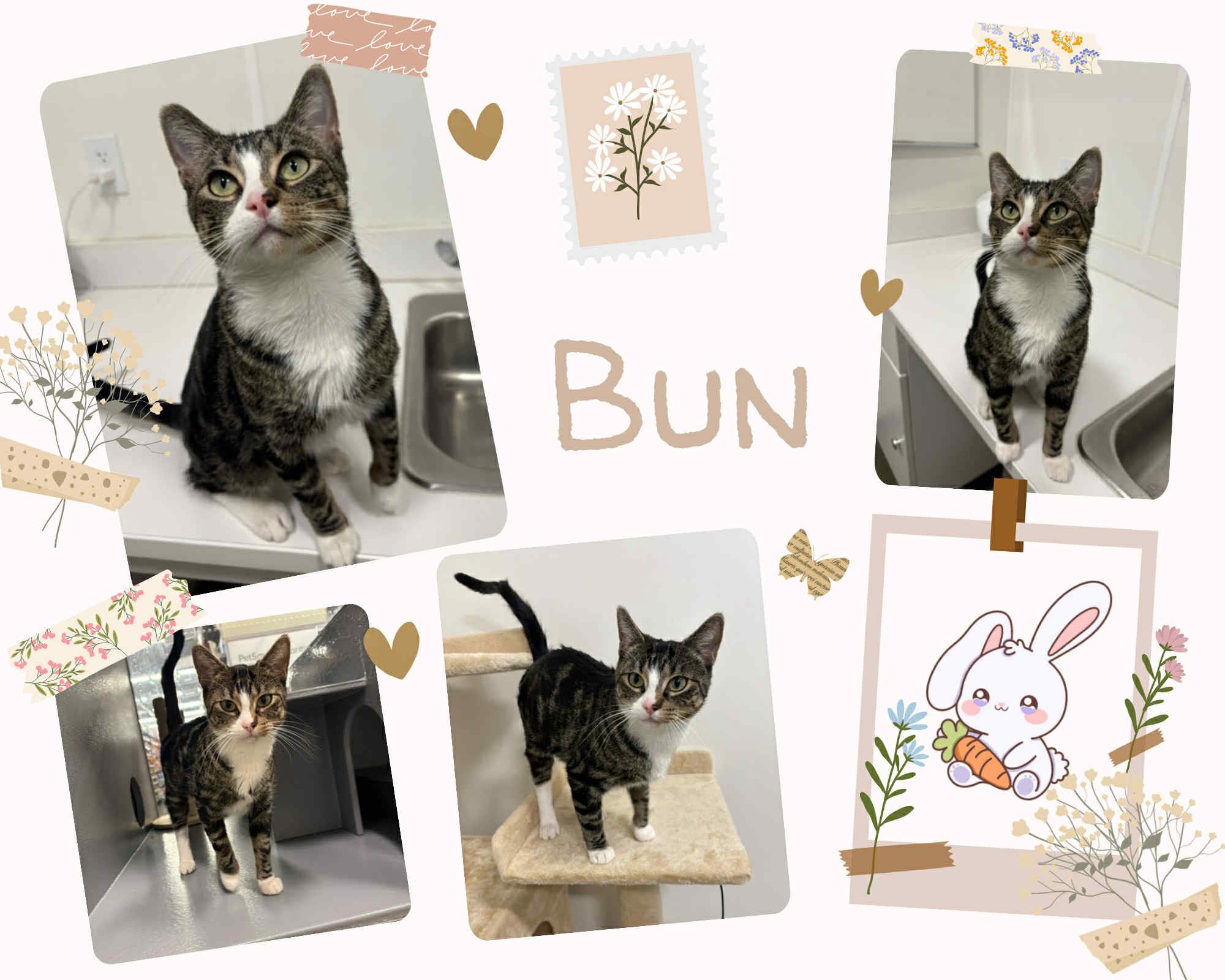 Adoptable Cats
