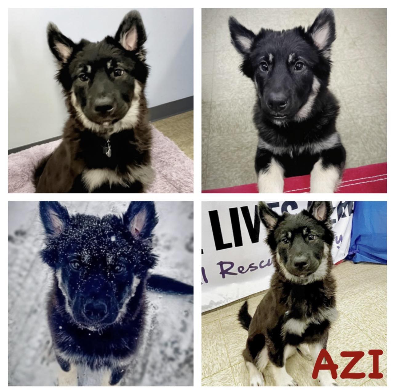 Adoptable Dogs