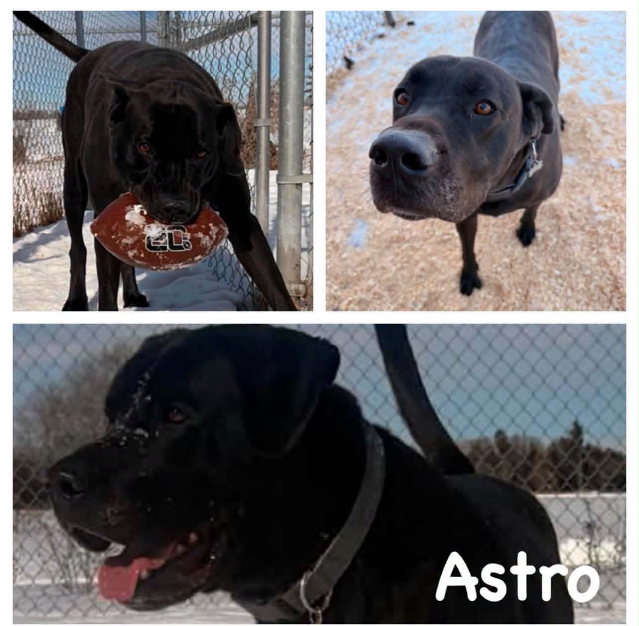 Adoptable Dogs