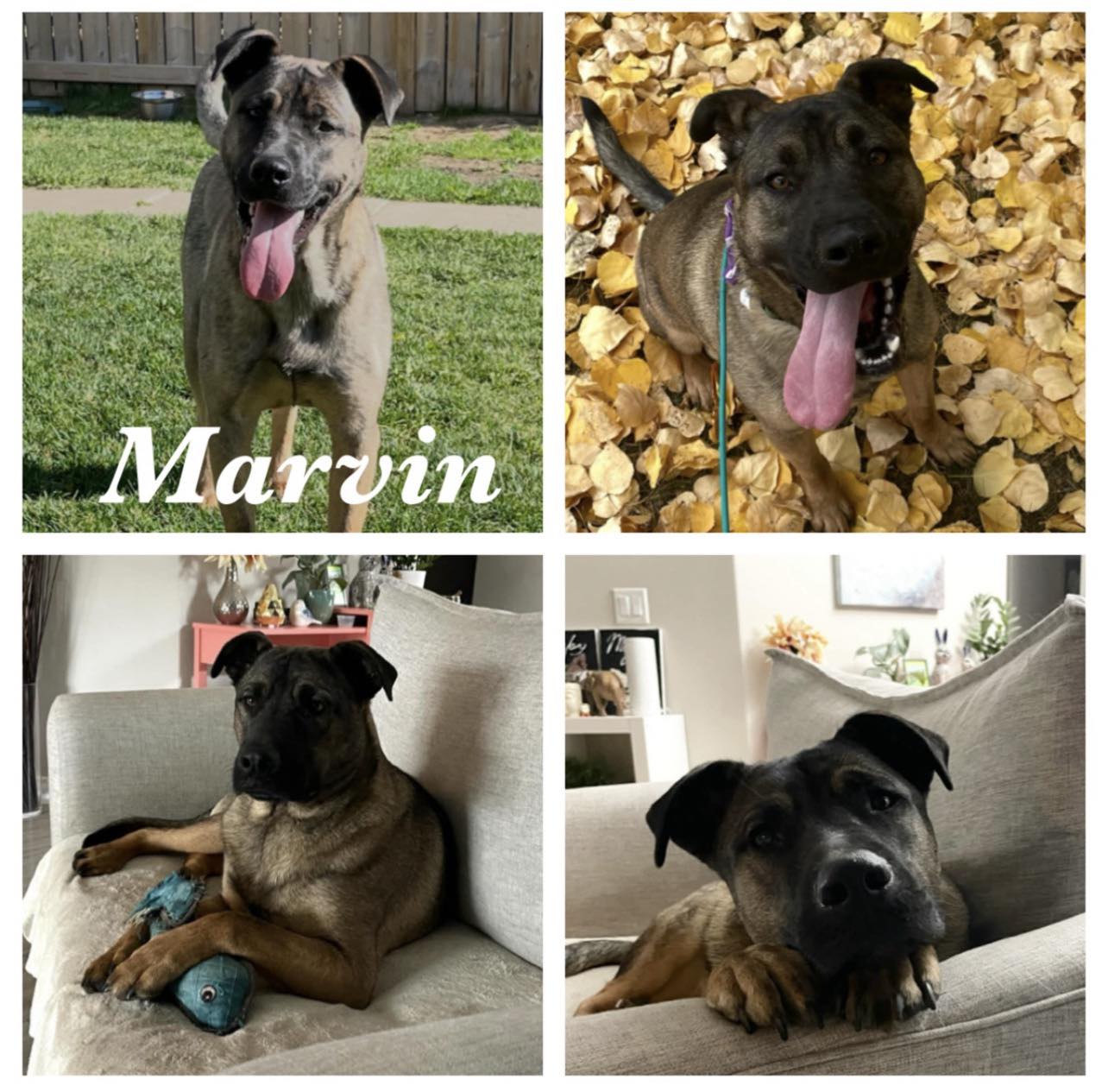 Adoptable Dogs