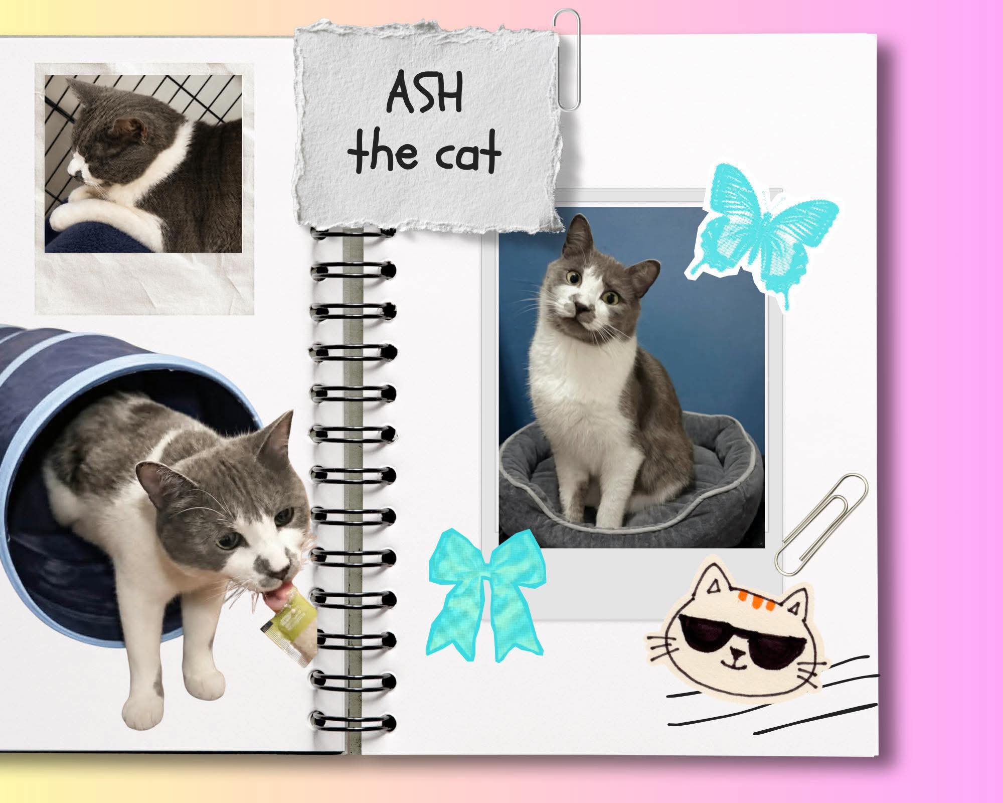 Adoptable Cats