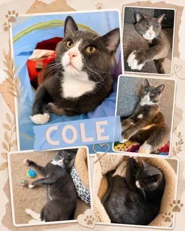 Adoptable Cats