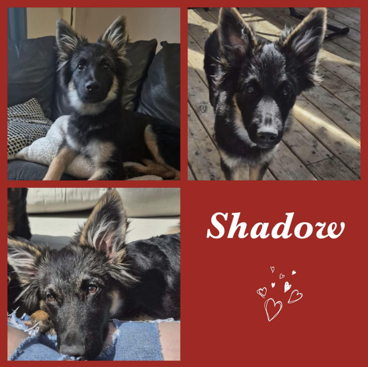 Adoptable Dogs
