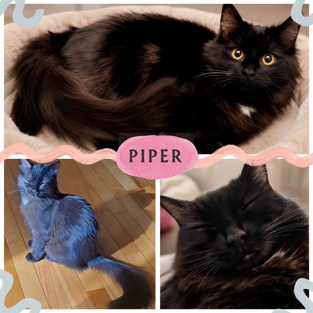 Adoptable Cats