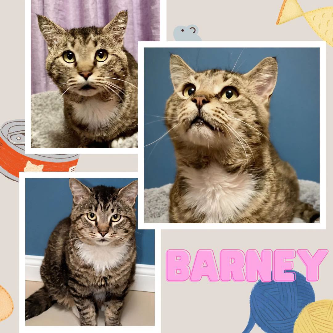 Adoptable Cats