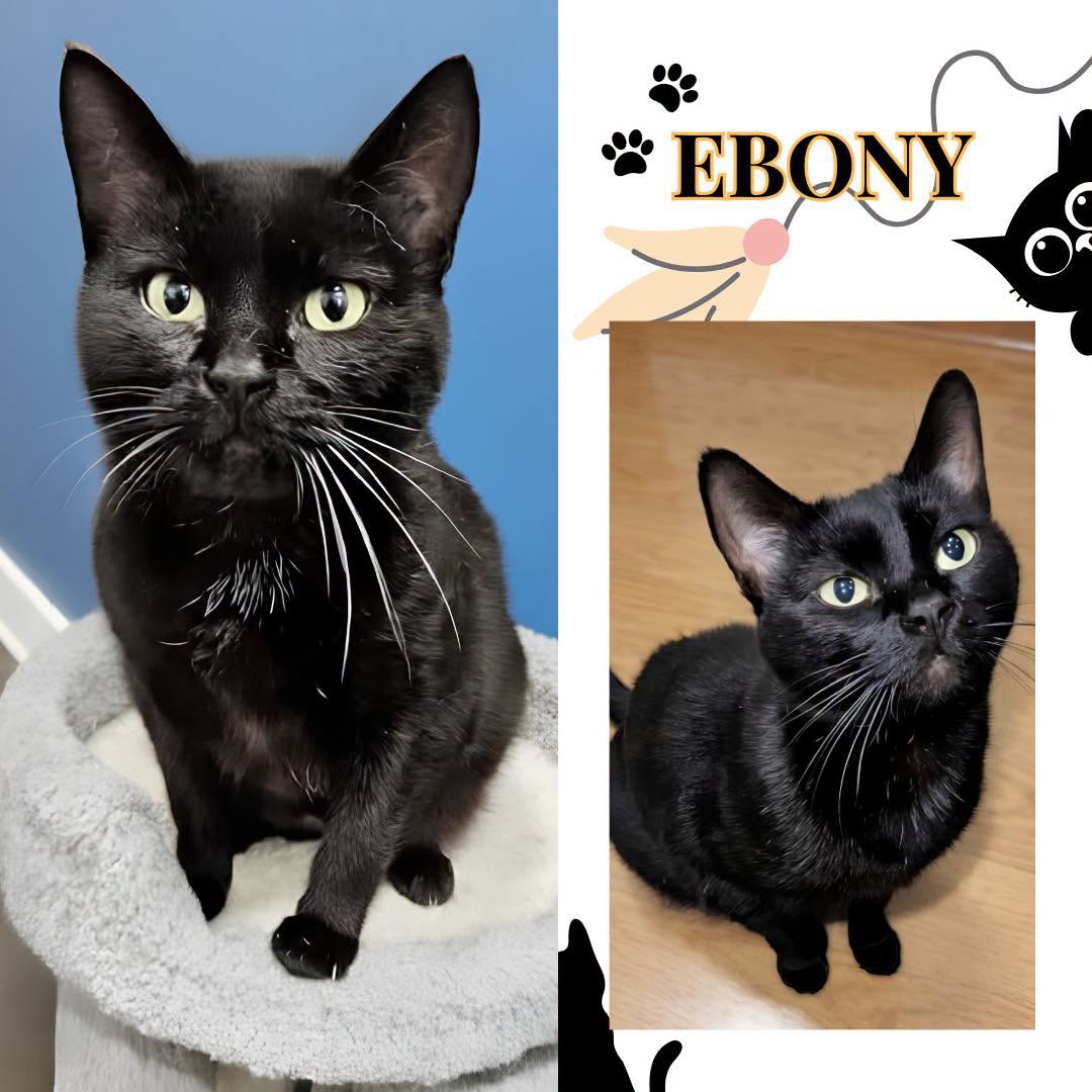 Adoptable Cats