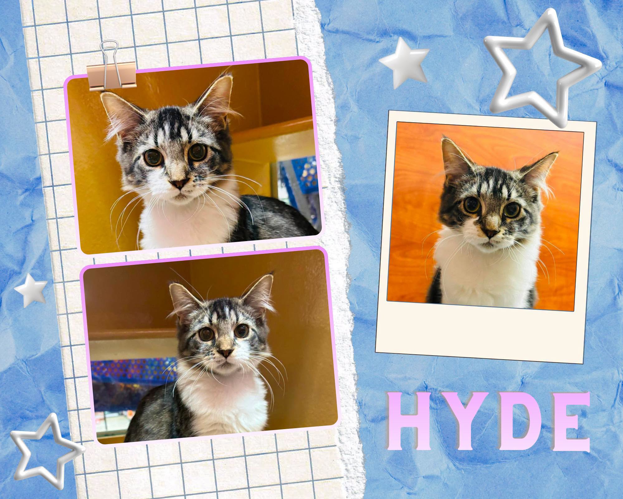 Adoptable Cats