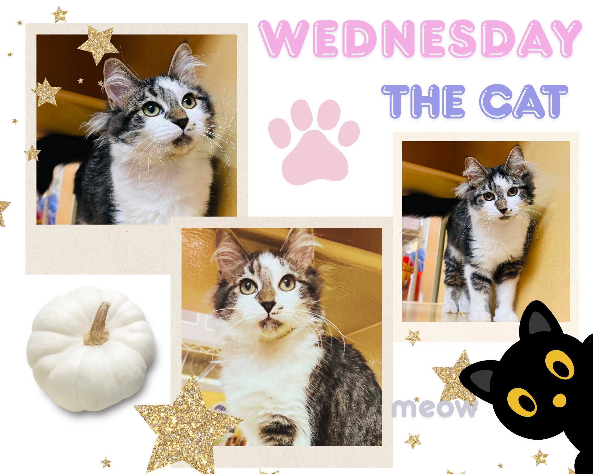 Adoptable Cats