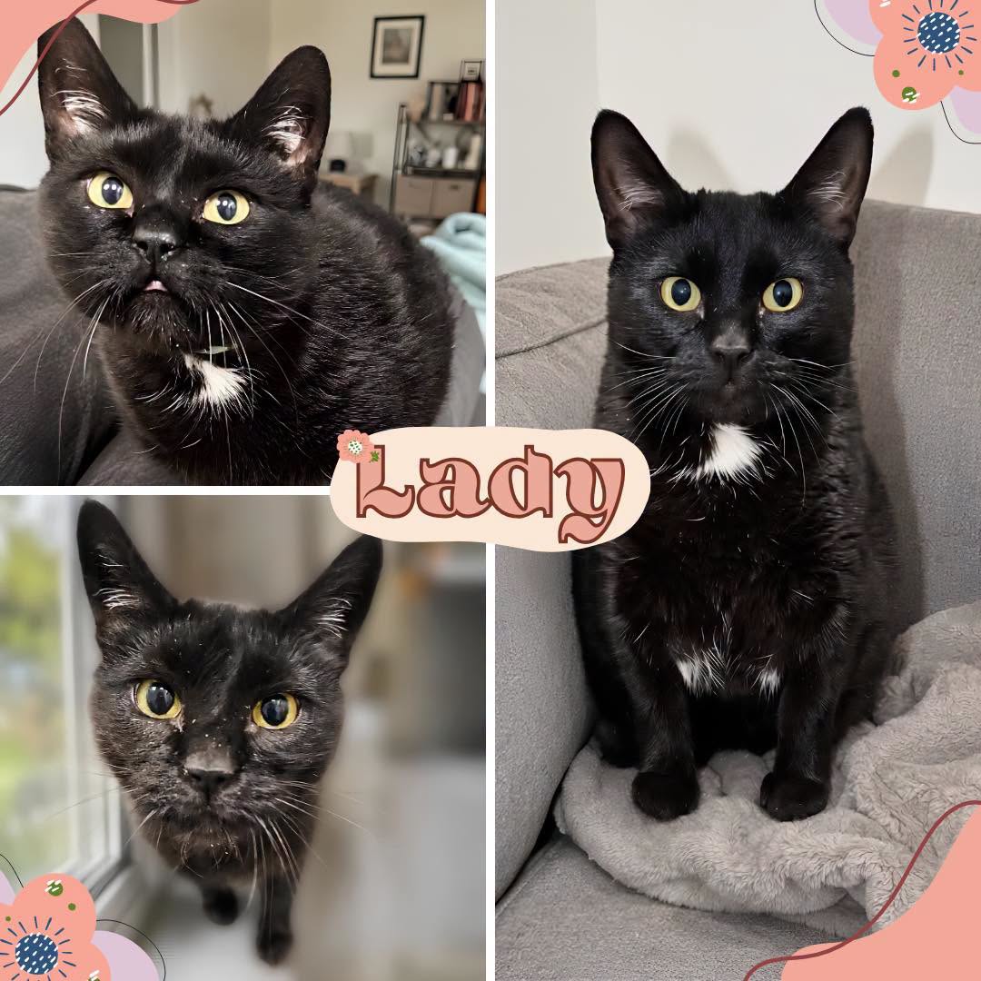 Adoptable Cats