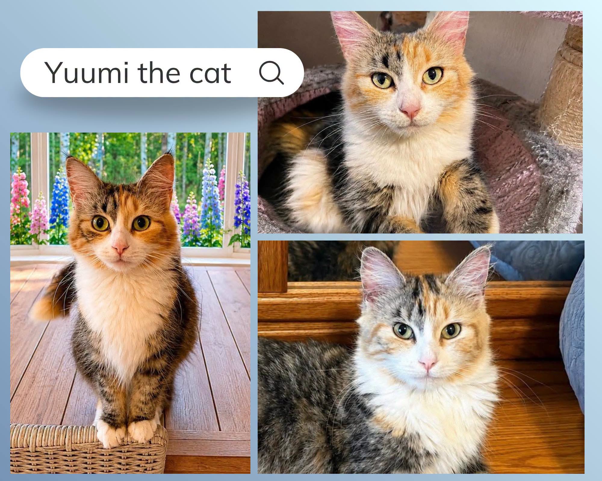Adoptable Cats