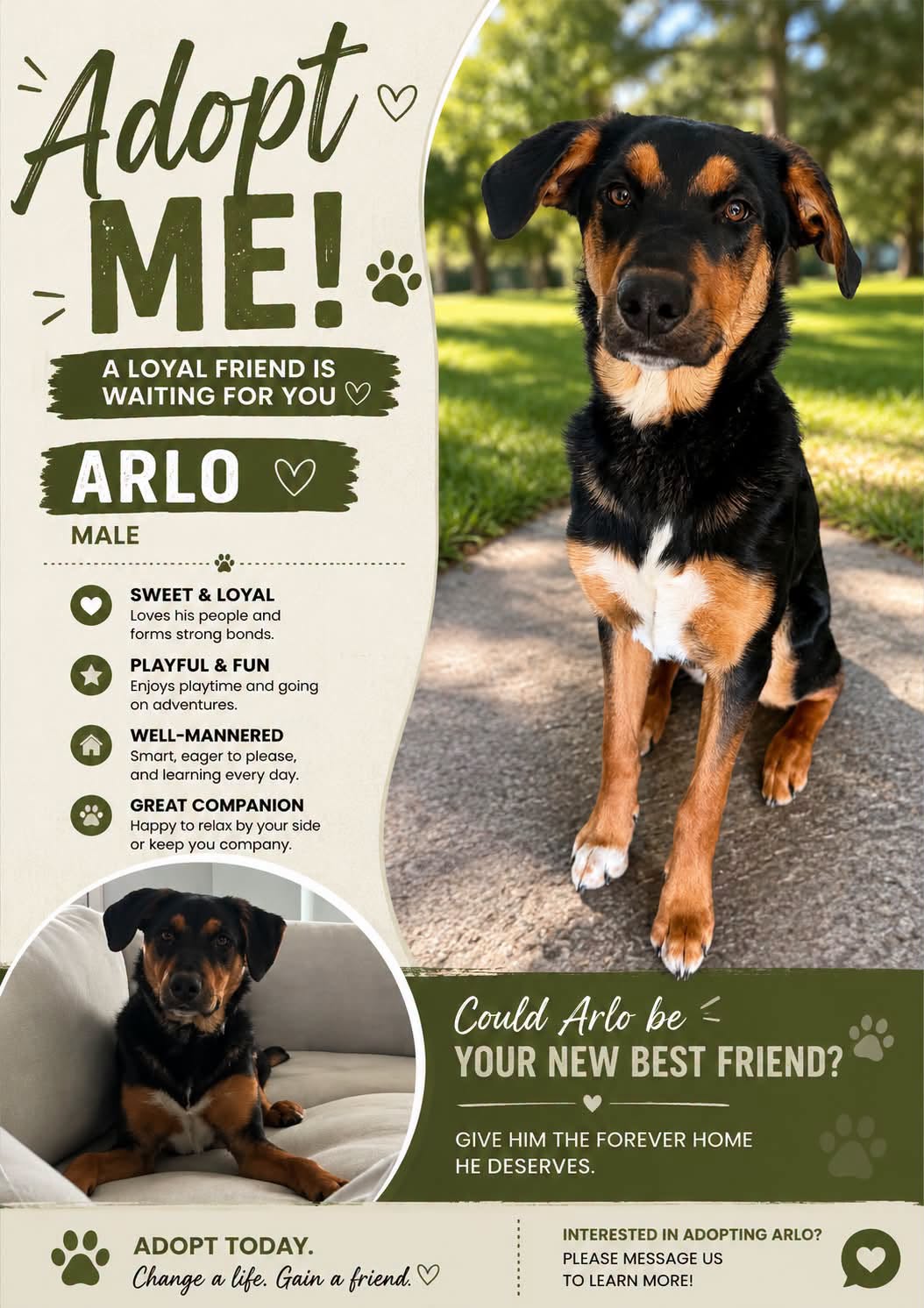 Adoptable Dogs adoptable dogs