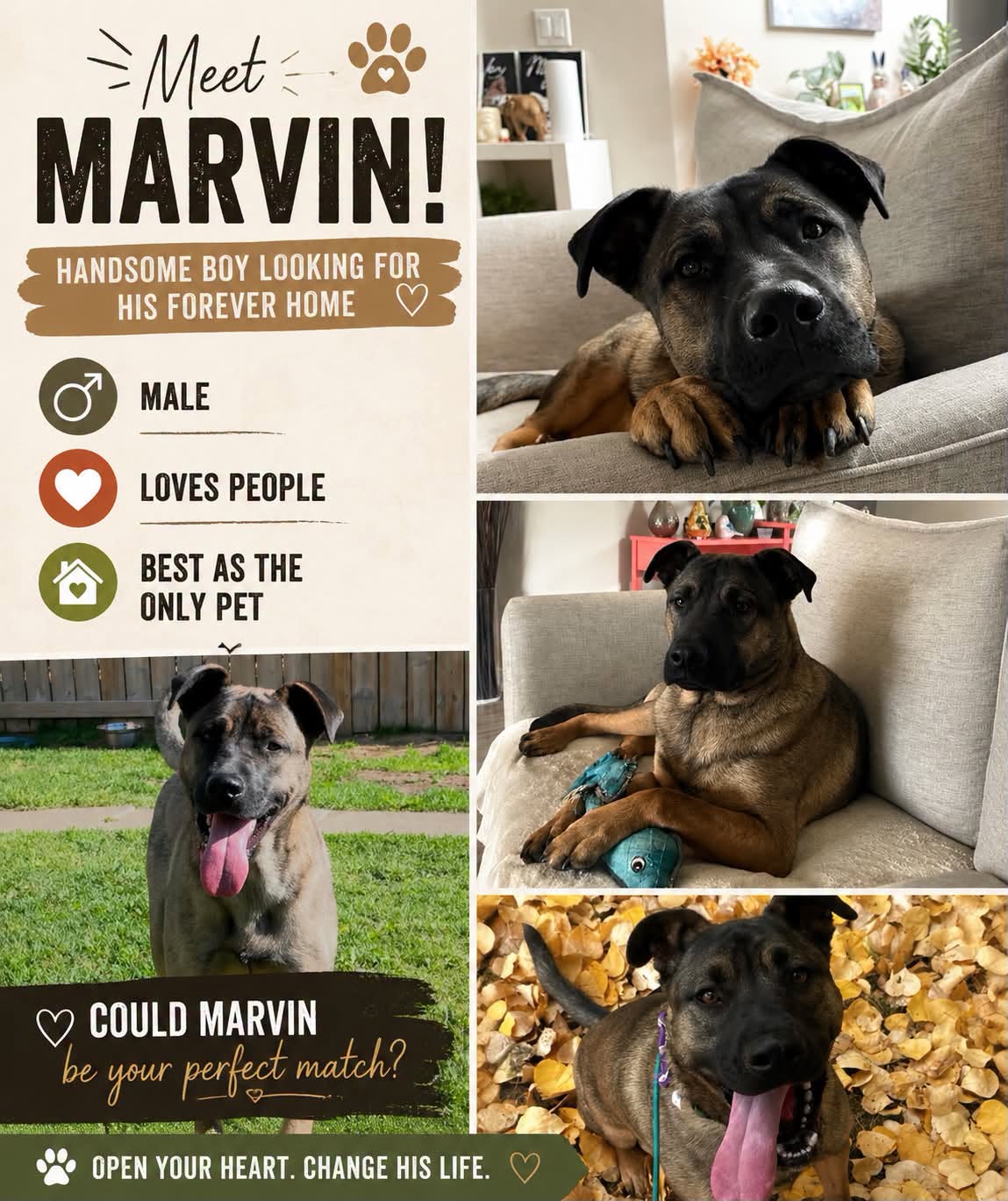 Adoptable Dogs adoptable dogs