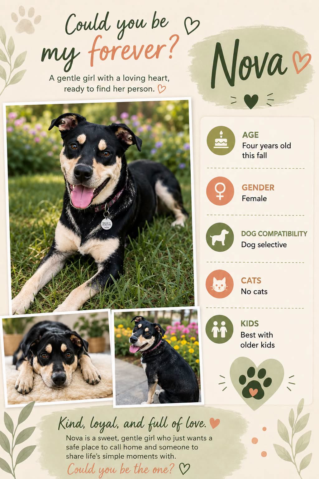 Adoptable Dogs adoptable dogs