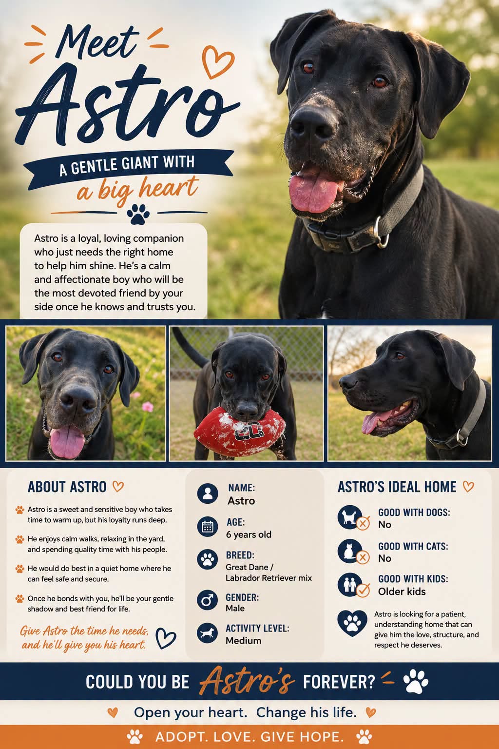 Adoptable Dogs adoptable dogs