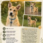 Hope Lives Here Animal Rescue Society Alberta animal rescue