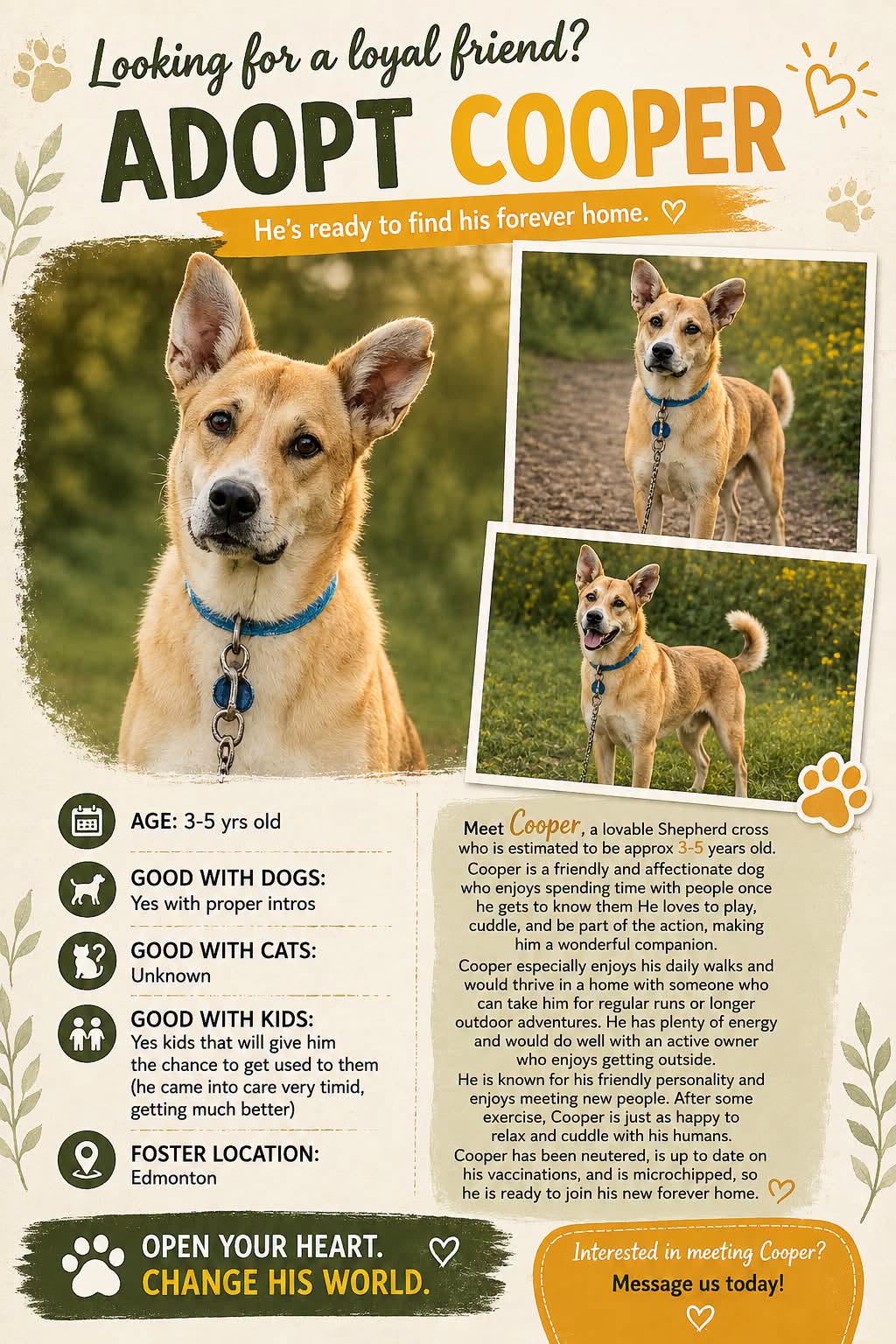 Adoptable Dogs adoptable dogs