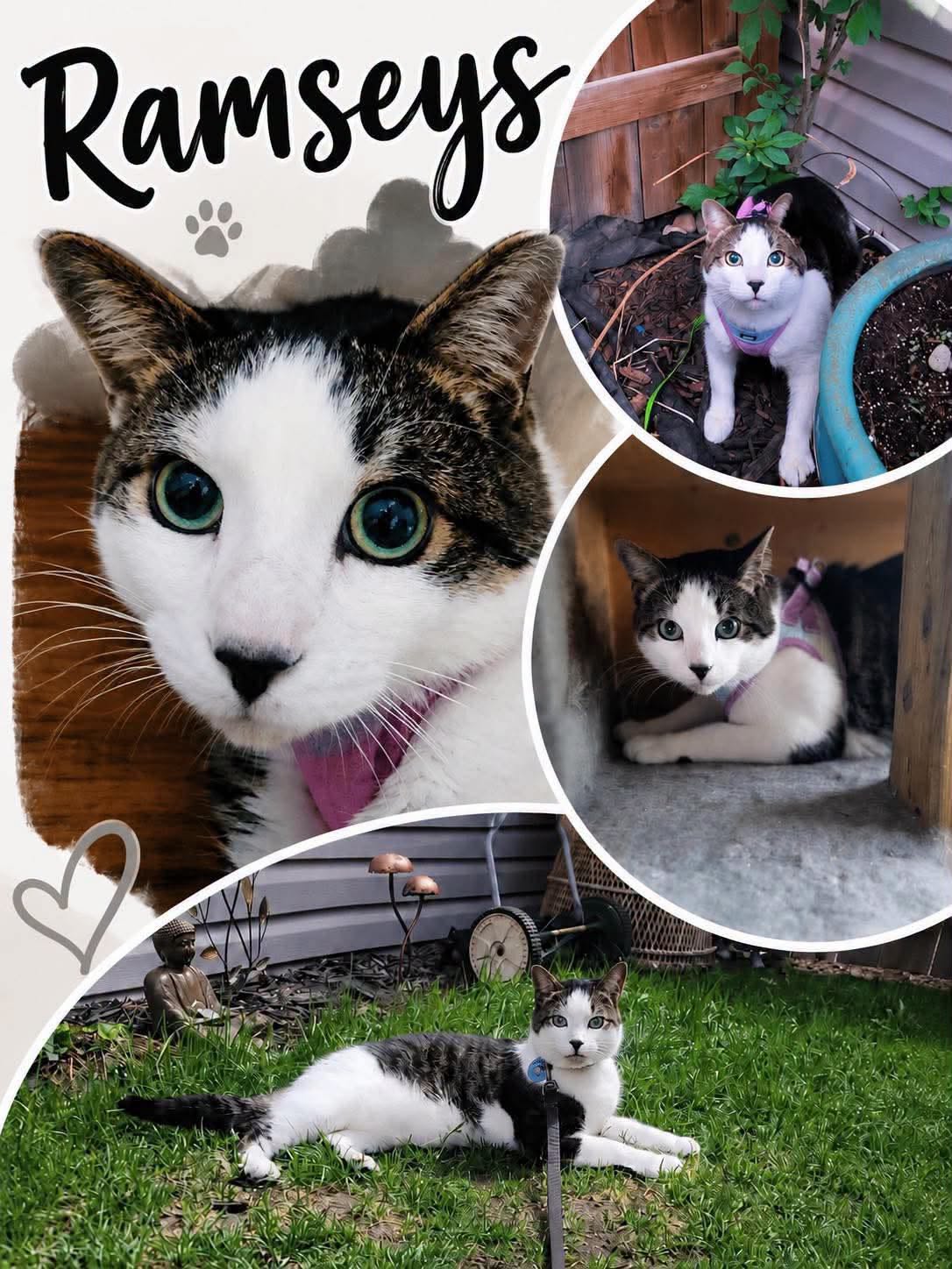 Adoptable Cats adoptable cats