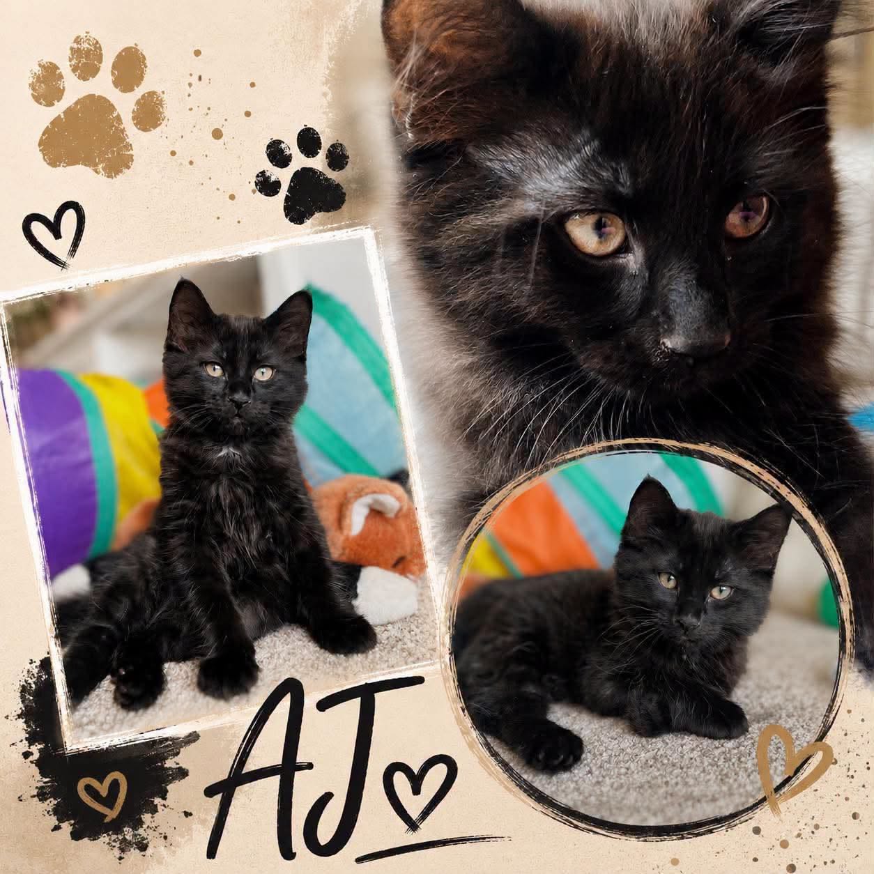 Adoptable Cats adoptable cats