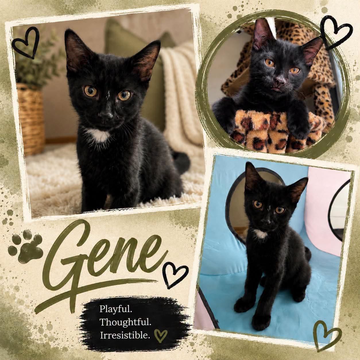 Adoptable Cats adoptable cats