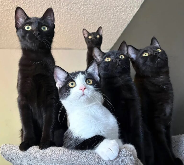 black-cats-and-tuxedo-kitten-looking-up-hope-lives-here