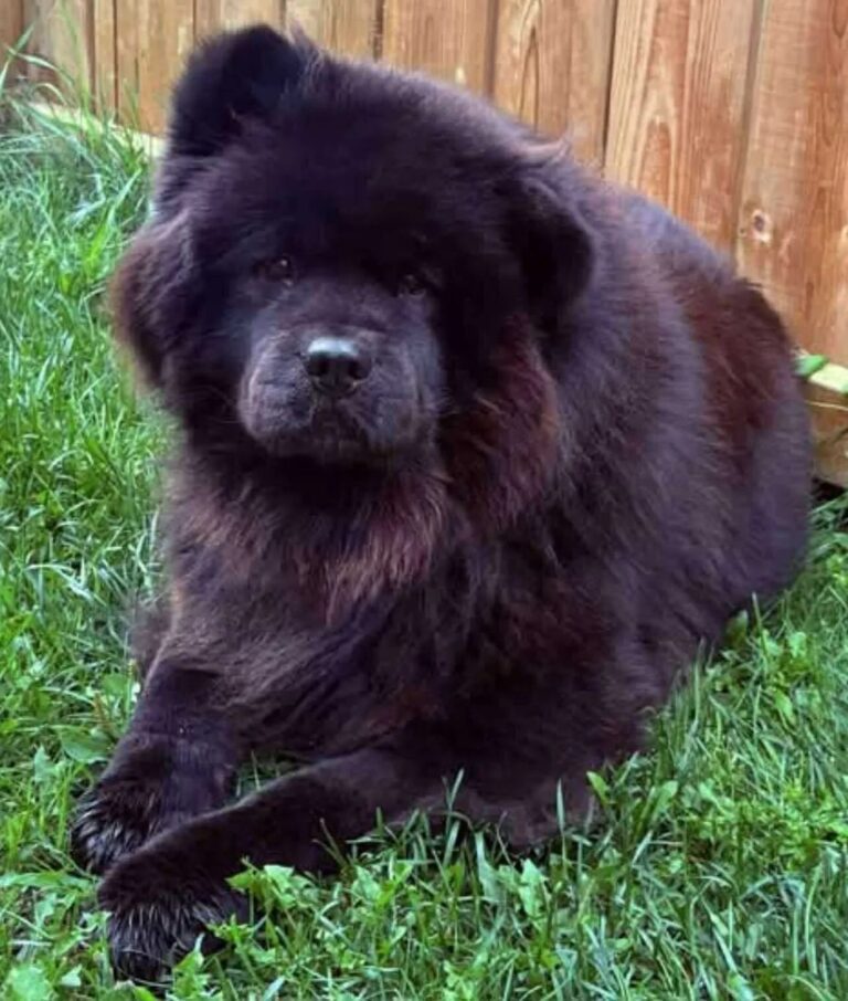 black-chow-chow-rescue-dog-hope-lives-here