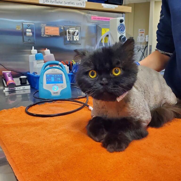 black-rescue-kitten-recovering-at-vet-hope-lives-here