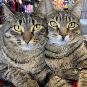 bonded-pair-tabby-cats-hope-lives-here