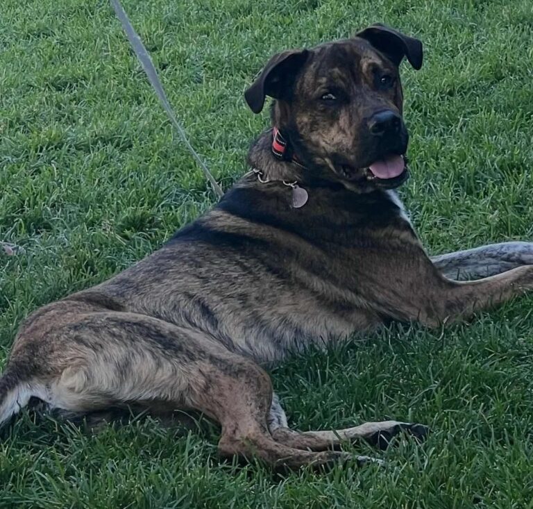 brindle-rescue-dog-relaxing-in-grass-hope-lives-here