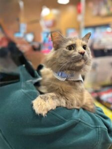 dilute-tortie-cat-adoption-event-hope-lives-here